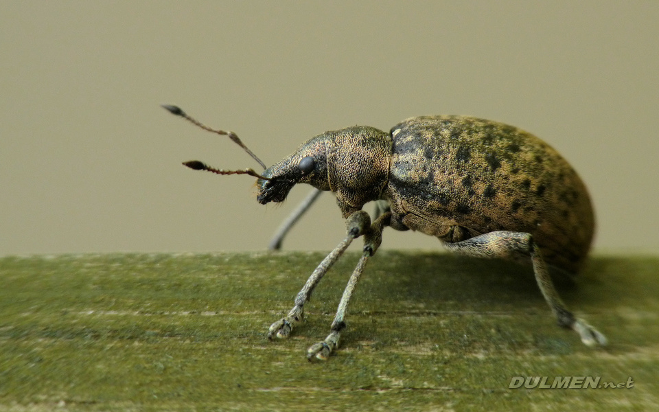 Nut Leaf Weevil (Strophosoma melanogrammum)